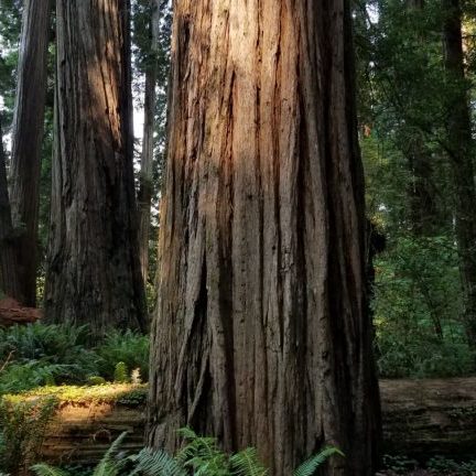 A redwood tree stands firmly rooted in the forest